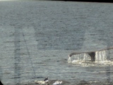Whale tail 2008.JPG