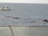 Whale watch Cape Cod 2008.JPG
